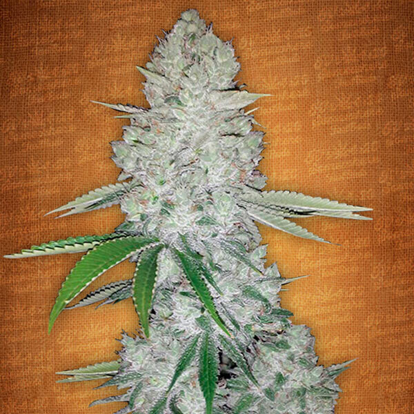 FAST BUDS - GORILLA GLUE AUTO