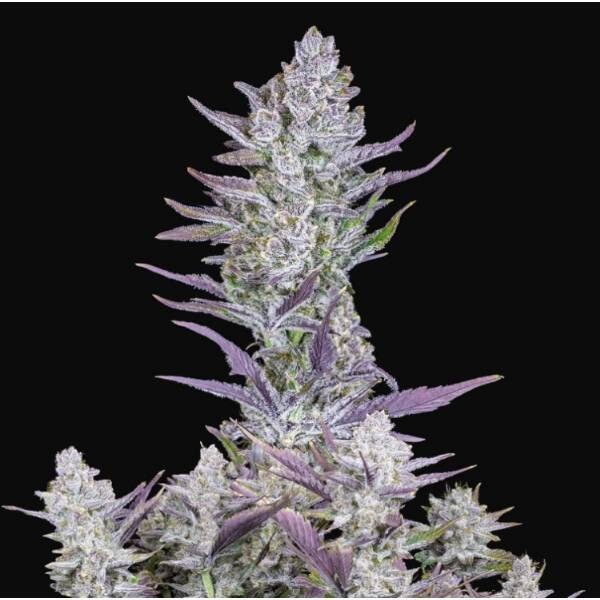 FAST BUDS - AUTO WEDDING GLUE