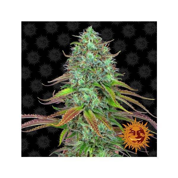 BARNEY'S FARM - LSD AUTO
