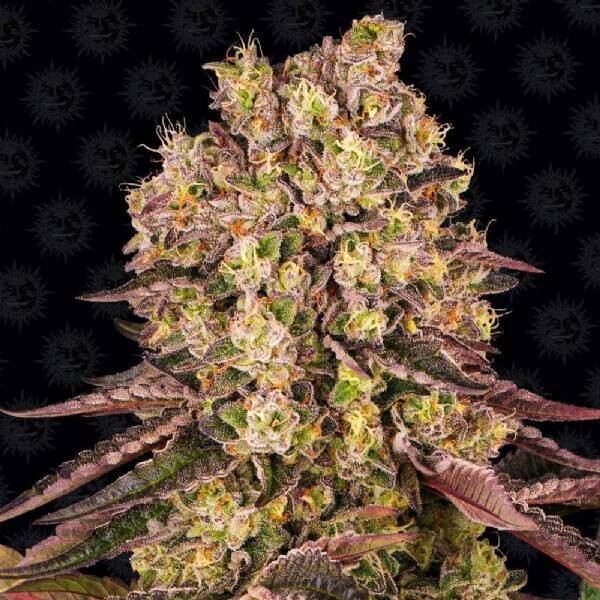 BARNEY'S FARM - RUNTZ MUFFIN