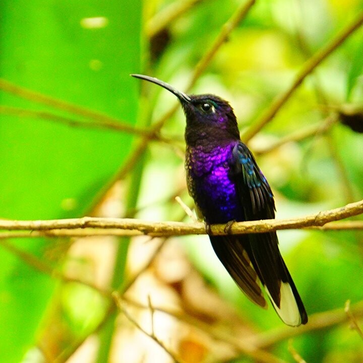 Avitourism (Coming Soon)