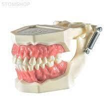 MODELO FANTOMA TIPODONTO STANDARD DE BOCA
DENTALSTORE