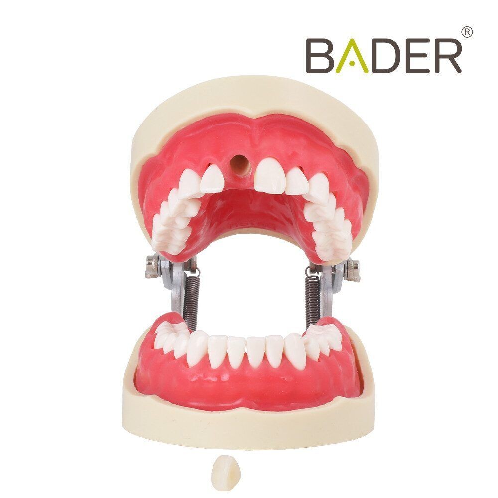 Tipodonto Endo BADER DENTAL