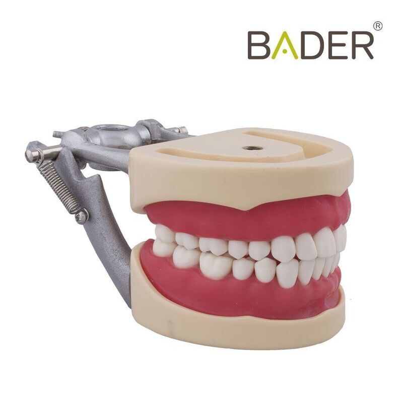Tipodonto compatible Columbia 860 y Nissin® adulto BADER®️ DENTAL