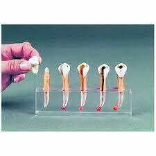 MODELO DE ENDODONCIA
DENTALSTORE