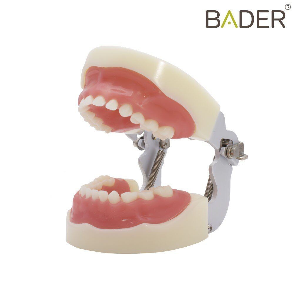 Tipodonto infantil tipo Nissin® BADER® DENTAL