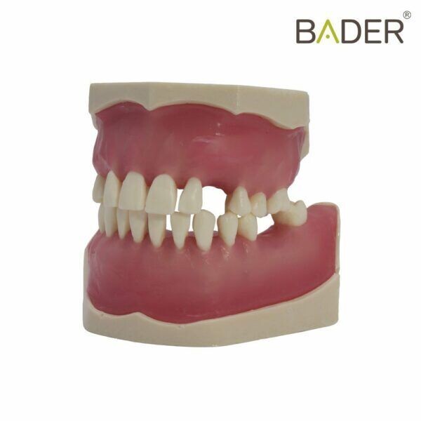 Tipodonto de cirugía Bader BADER® DENTAL