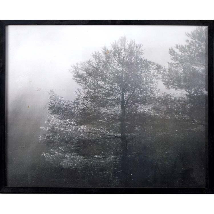 fotografija v okvirju - drevo