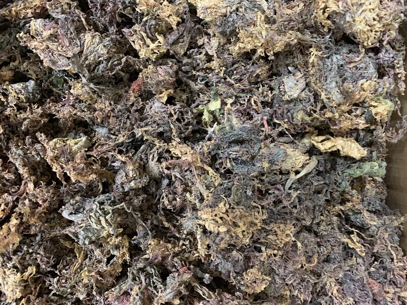 Chondrus Crispus with Bladderwrack 1/2 Pound