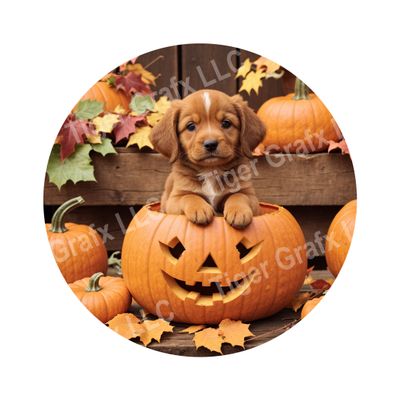 Cute puppy in Jack O Lantern Halloween Round Metal Sign