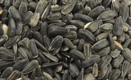 Black Oil Bird Food 40lbs.