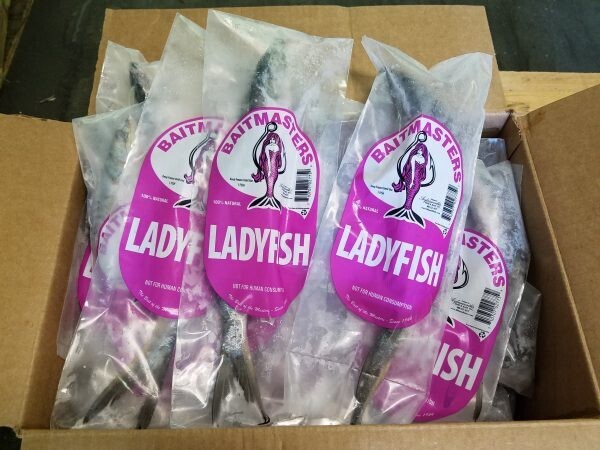 Lady Fish