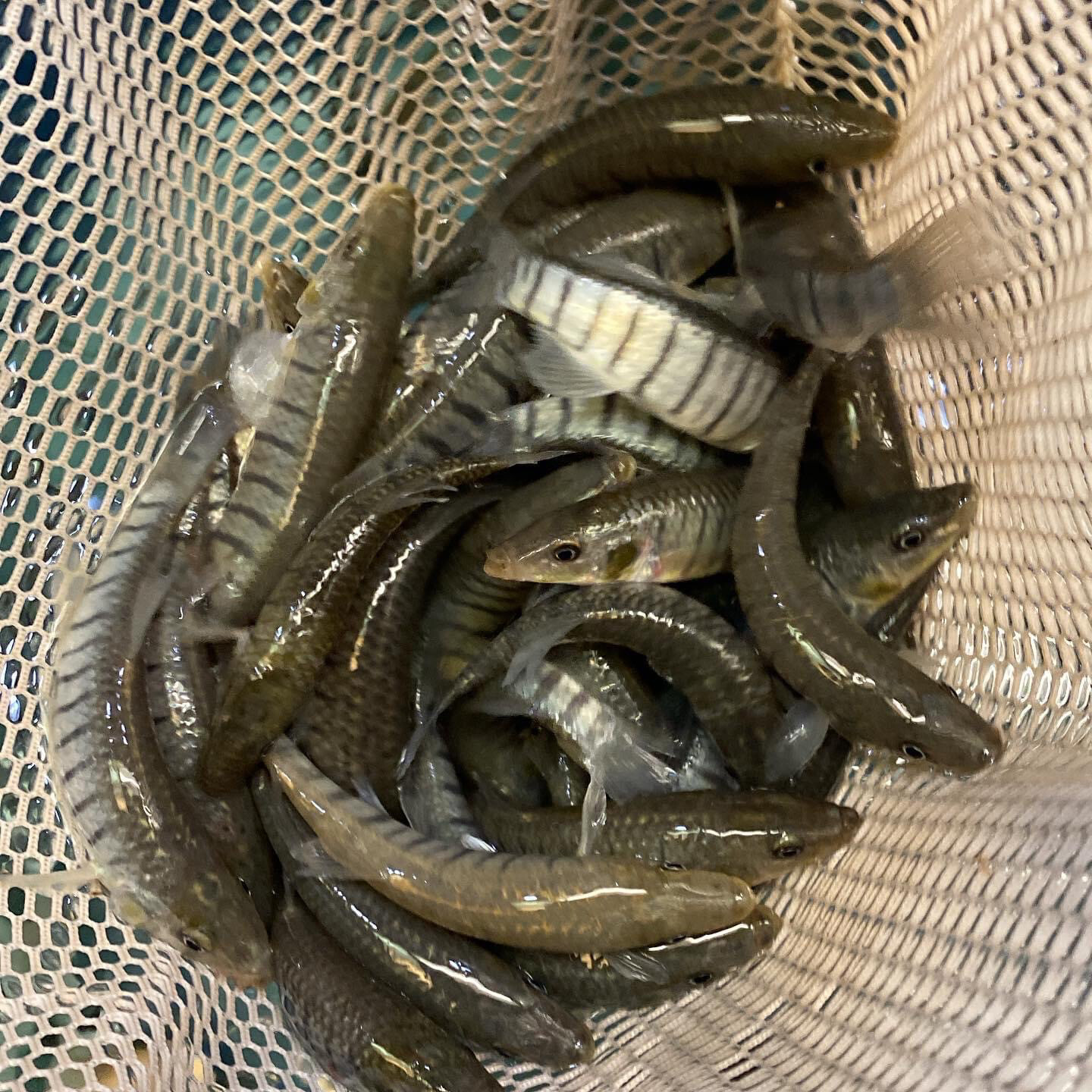 mud minnows