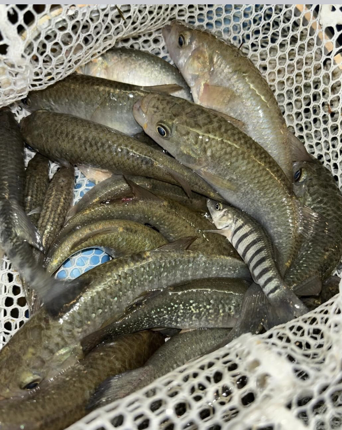mud minnows