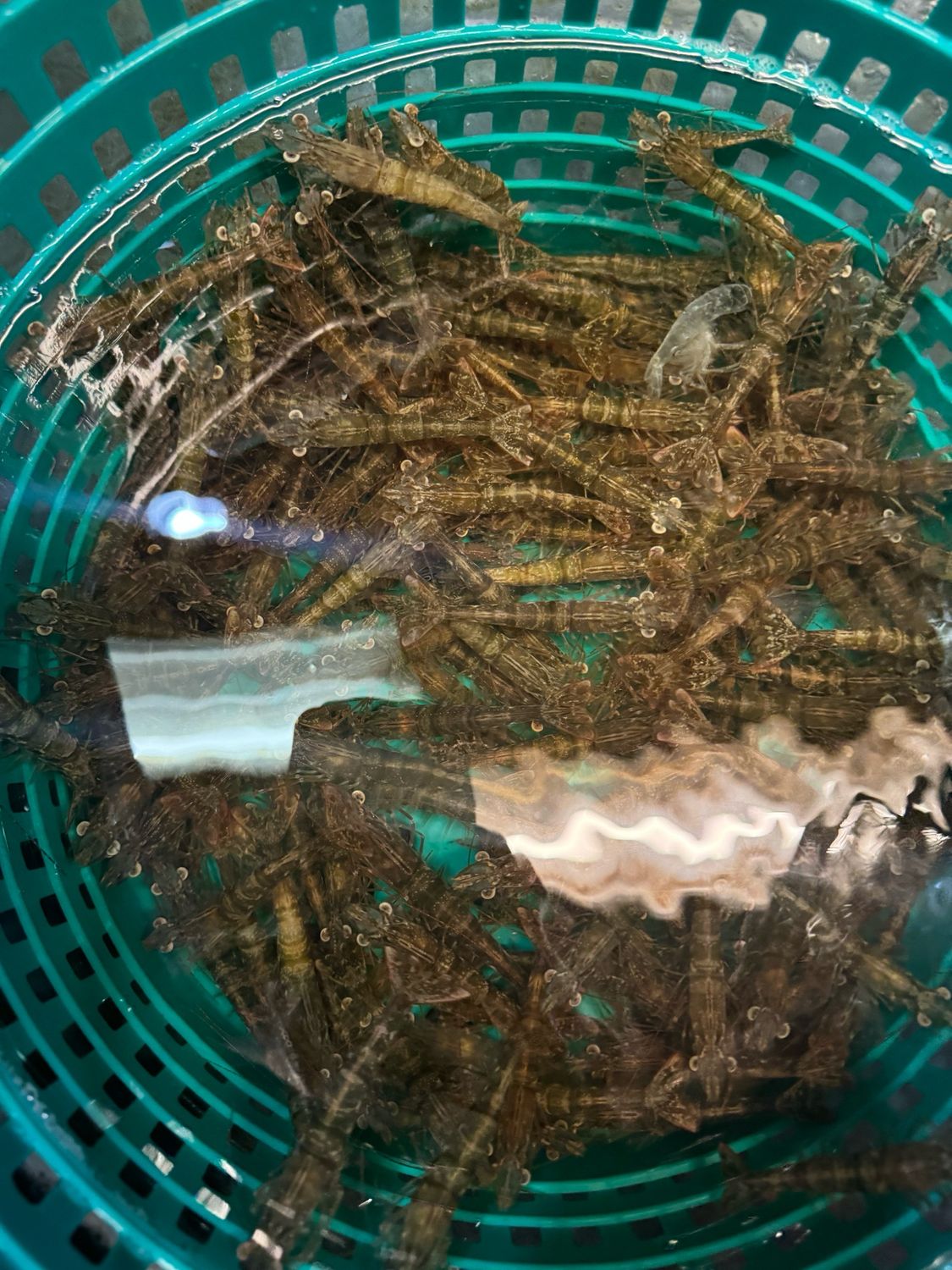BULK SHRIMP 250 Count