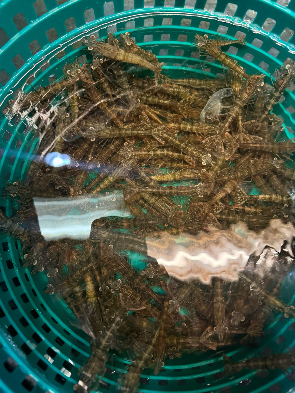 BULK SHRIMP 500 Count