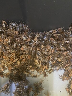 Fiddler Crabs