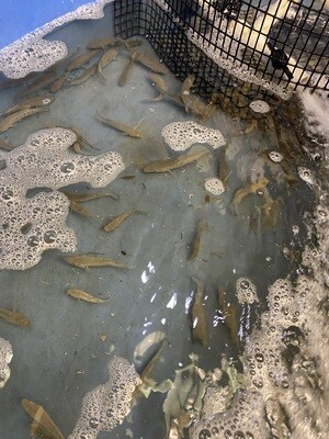 Pinfish Per Dozen