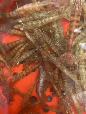 Shrimp Per Dozen