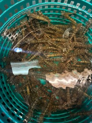 BULK SHRIMP 500 Count