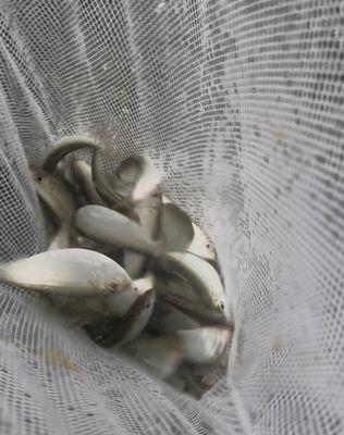 Green Backs / White Bait