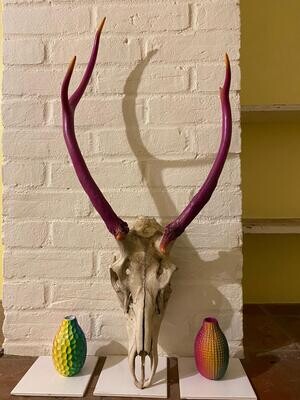 The Pink Horned Dead Head