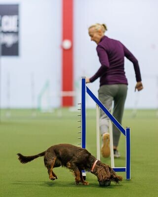 Agility Foundations with Kim, Monday 5pm 11/6-12/11
