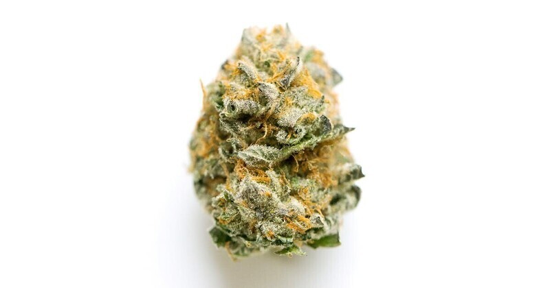 Crescendo Kush