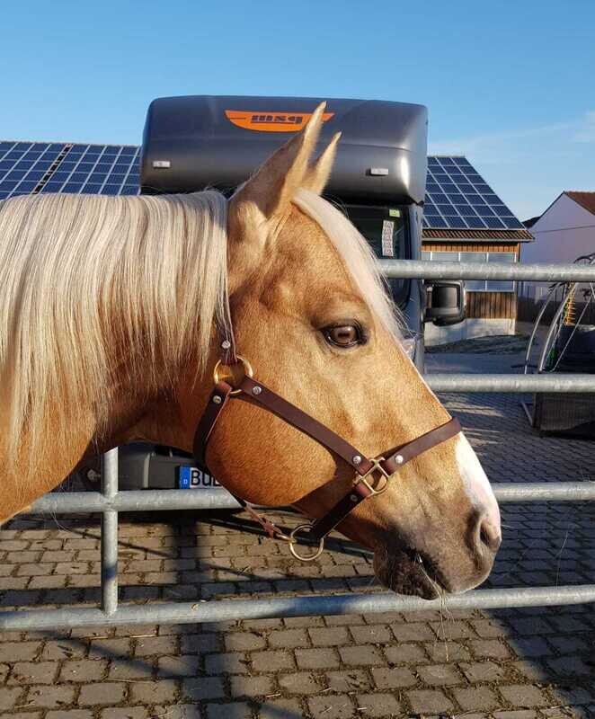 Lederhalfter Lederhalfter