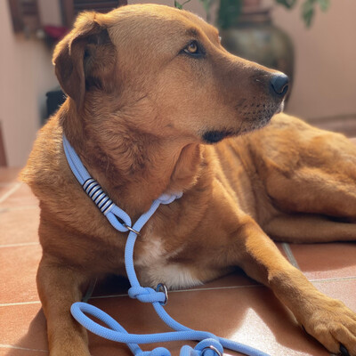 Retriever Tauleine
