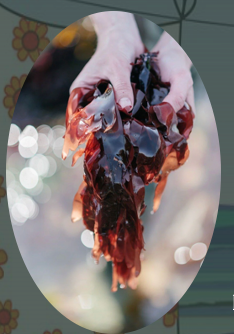 ALGUE DULSE - 50gr