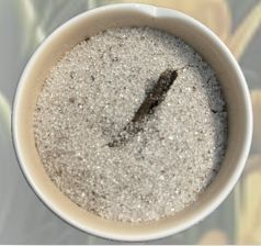 LE SUCRE A LA VANILLE BOURBON ET SA GOUSSE - Quantité au choix