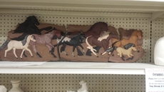 Animals