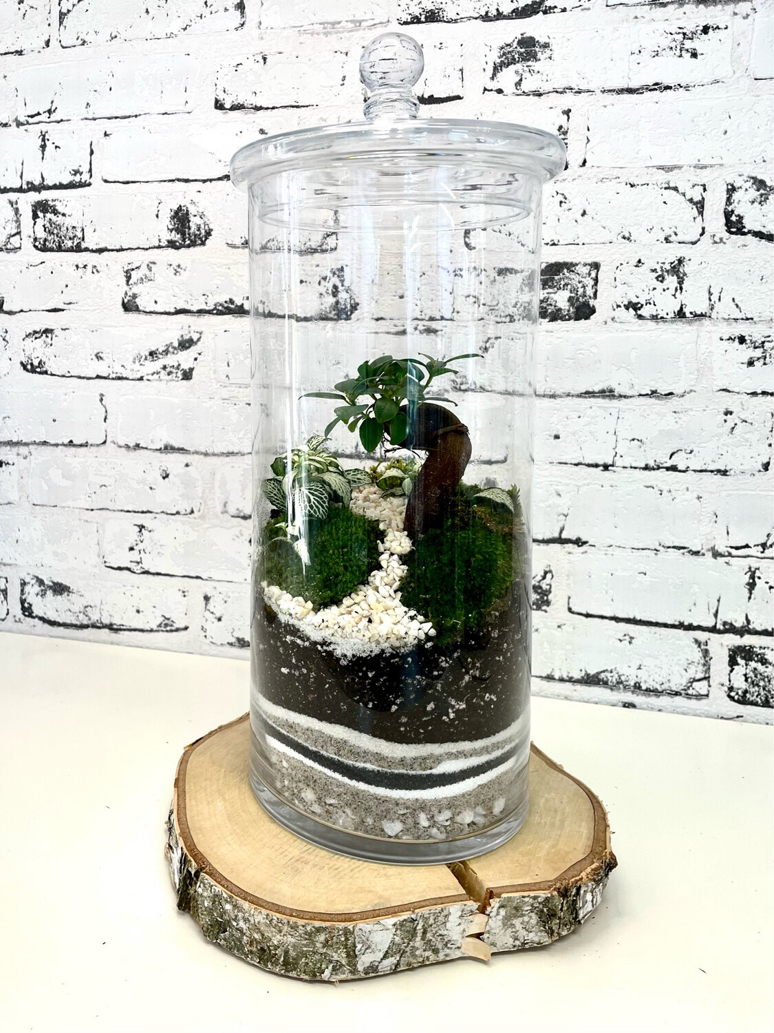 Bonsai Terrarium (Ginseng)