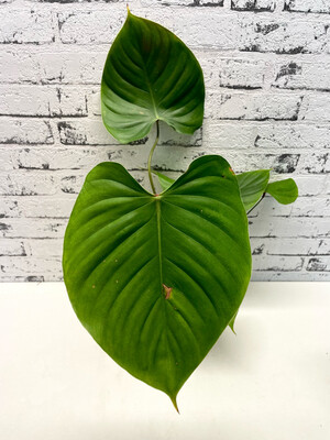 Philodendron Lynamii L