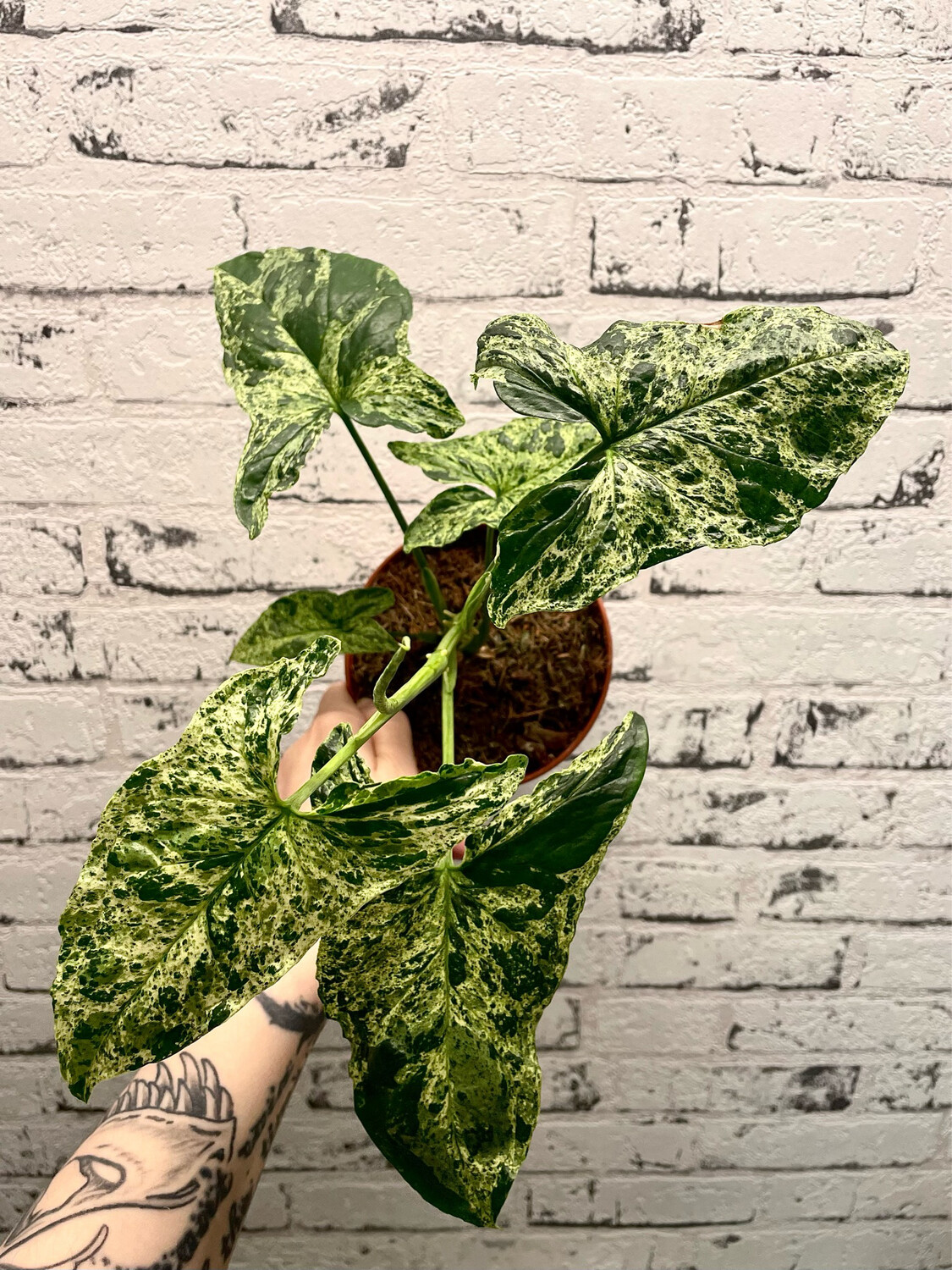 Syngonium Mojito ( Mottled)