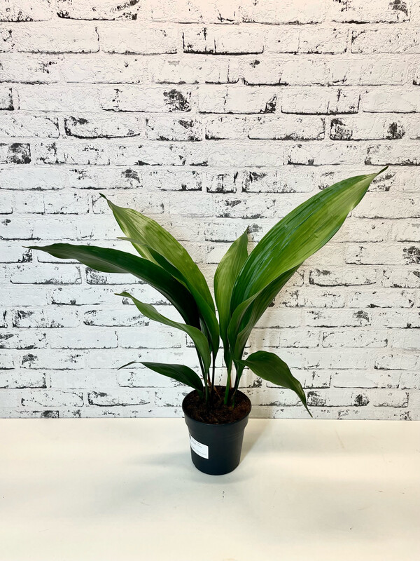 Aspidistra Elatior 'Cast Iron Plant'
