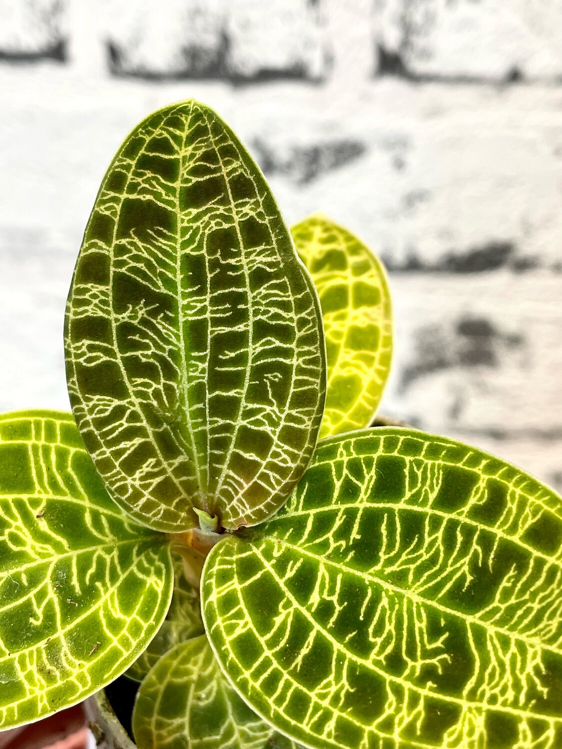 Macodes Petola Jewel Orchid