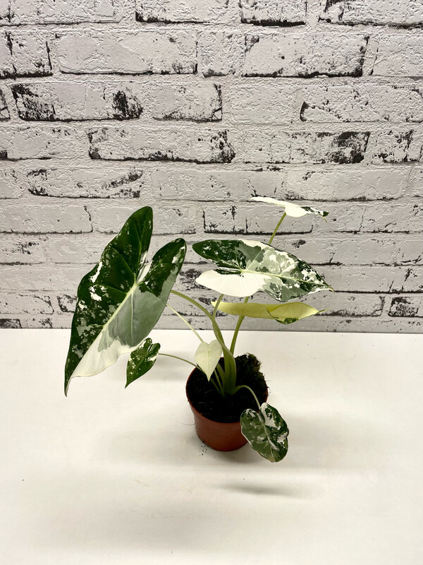 Alocasia Micholitziana Frydek (Variegata)