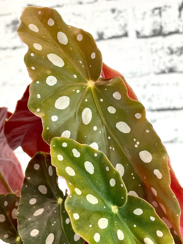 Begonia Maculata