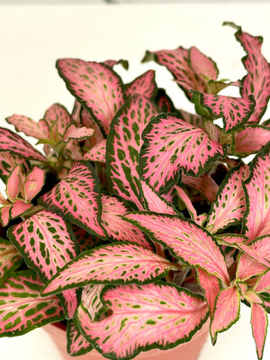 Fittonia Pink Forest Flame