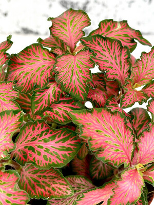 Fittonia 'Red Star'