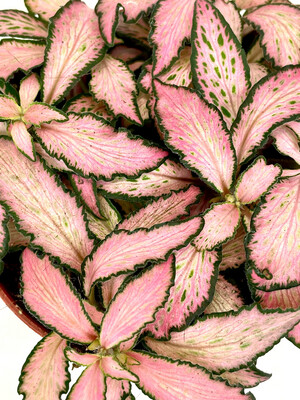Fittonia 'Salmon Forest Flame'