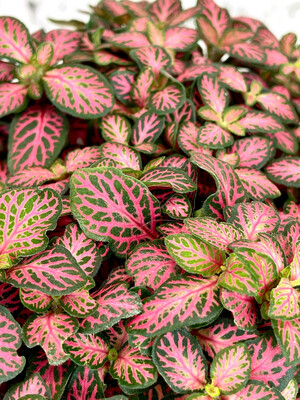 Fittonia 'Pink Star'