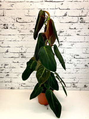 Philodendron Gigas (cocos pole)
