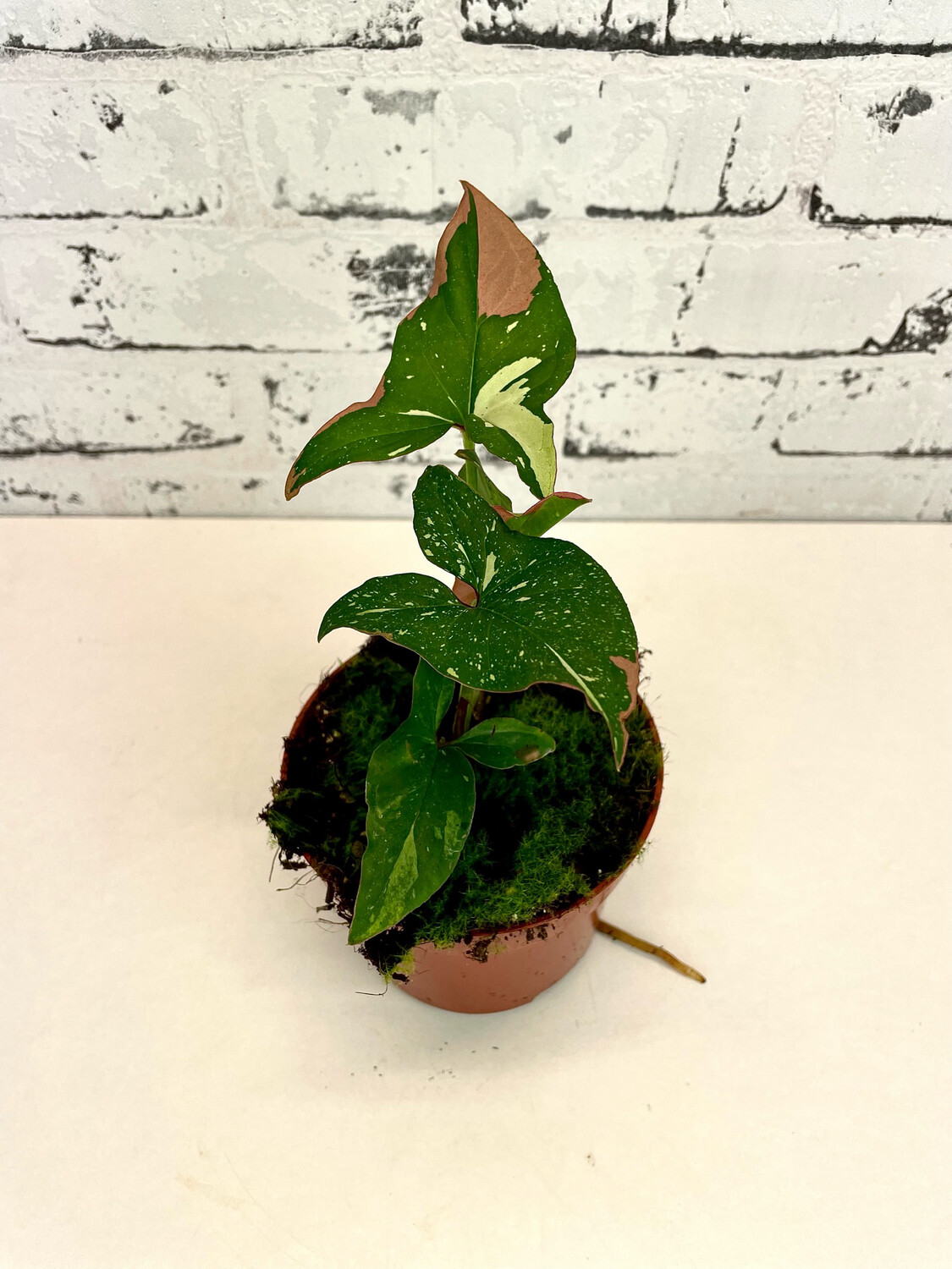 Monstera Siltepecana