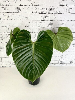 Philodendron Lynamii
