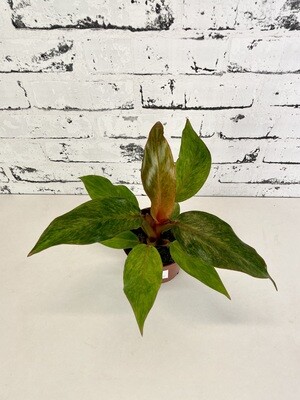 Baby Philodendron 'Orange Marmalade'