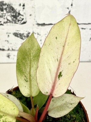 Philodendron 'Snowdrift'