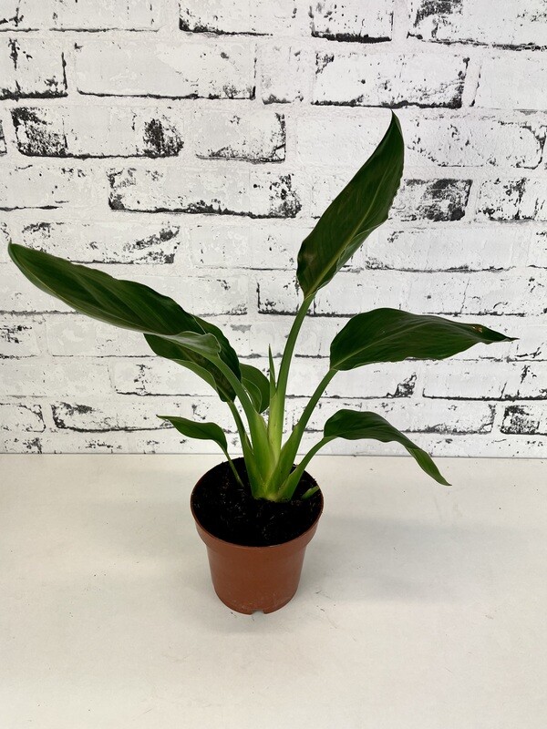 Strelitzia reginae